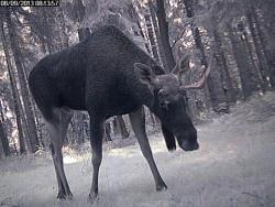 Fot. archiwum Nadleśnictwa