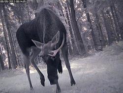 Fot. archiwum Nadleśnictwa