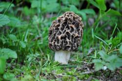 Fot. archiwum Nadleśnictwa