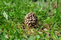 Fot. archiwum Nadleśnictwa