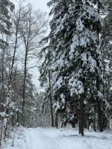 Zalecamy rezygnację z korzystania z terenów leśnych